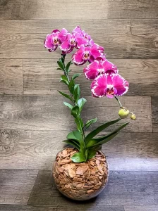 como cultivar orquídea